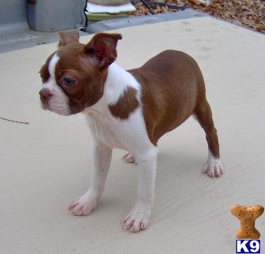 Traci - Adorable Red and White Boston Terrier Girl